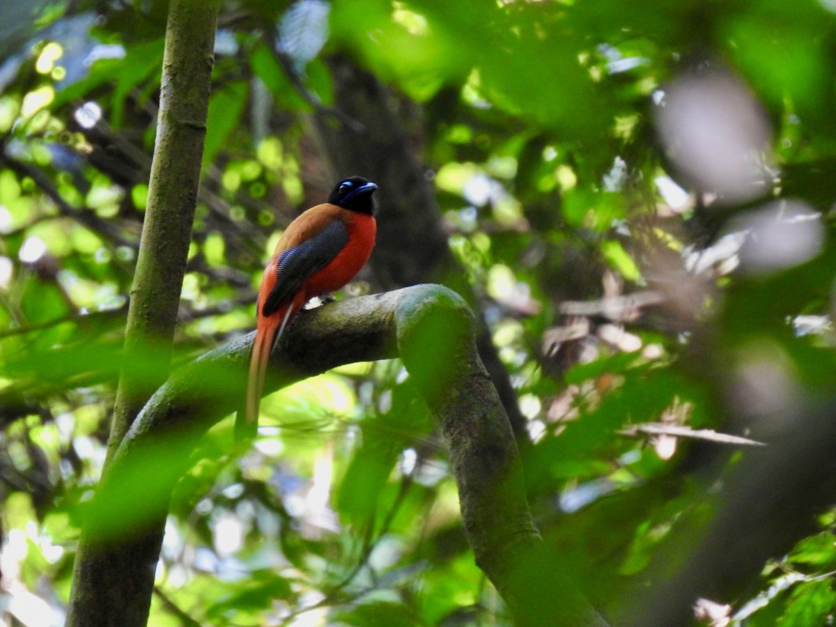 Scarlet-rumped Trogon - ML645649780