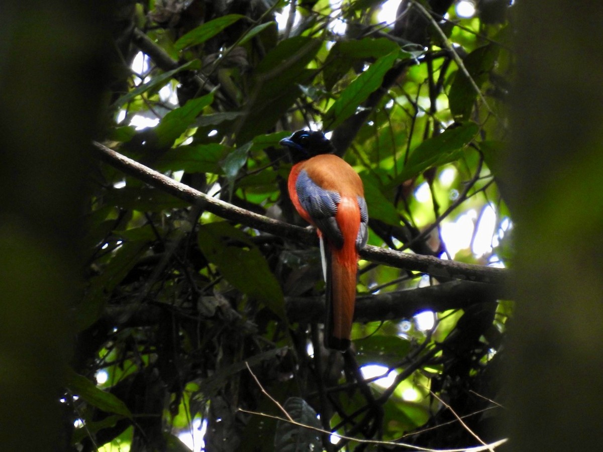 Scarlet-rumped Trogon - ML645649781