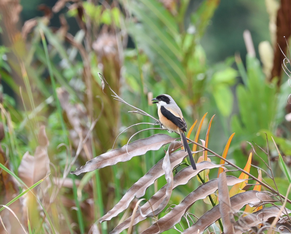 Long-tailed Shrike - ML645649784