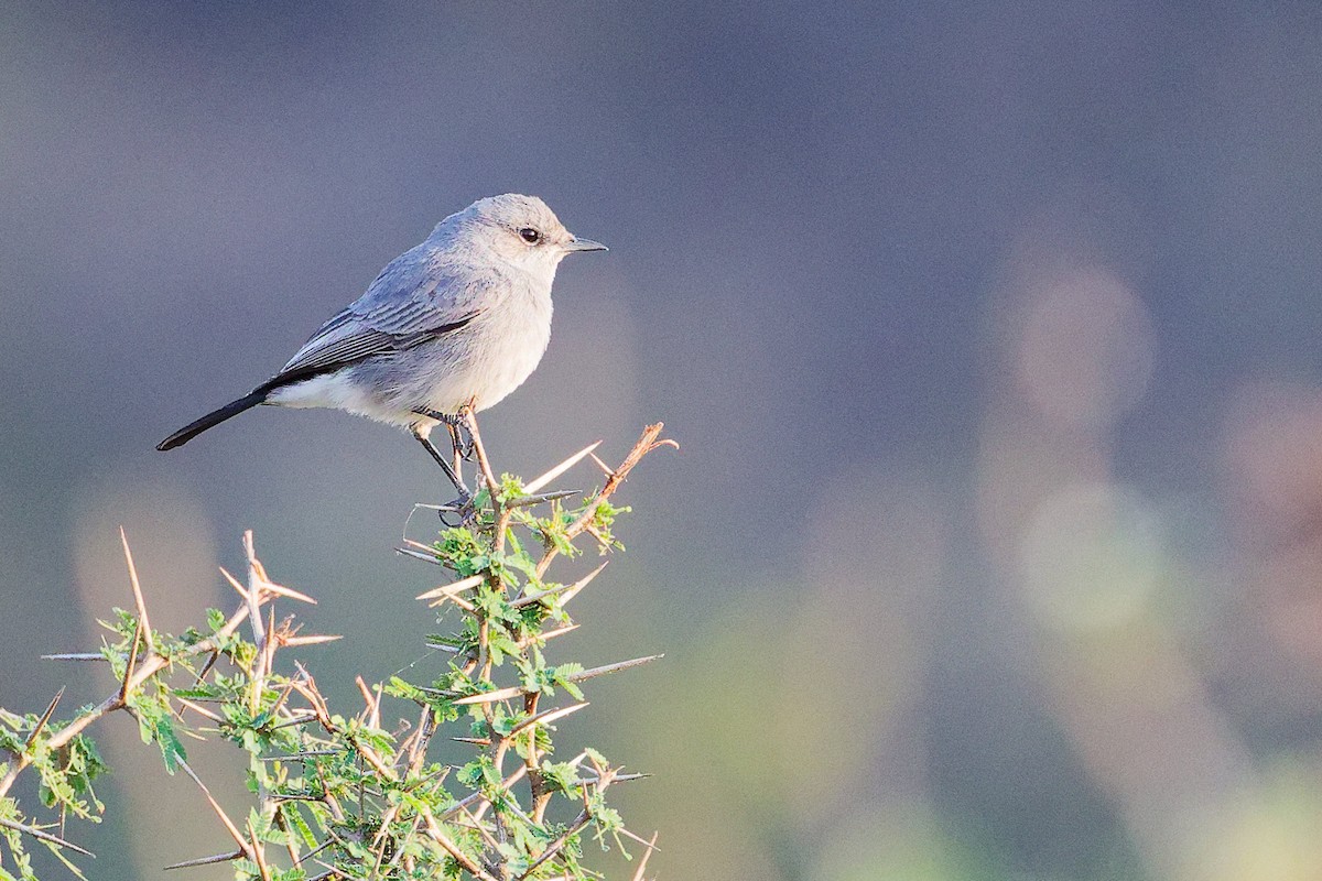 Blackstart - ML645649788