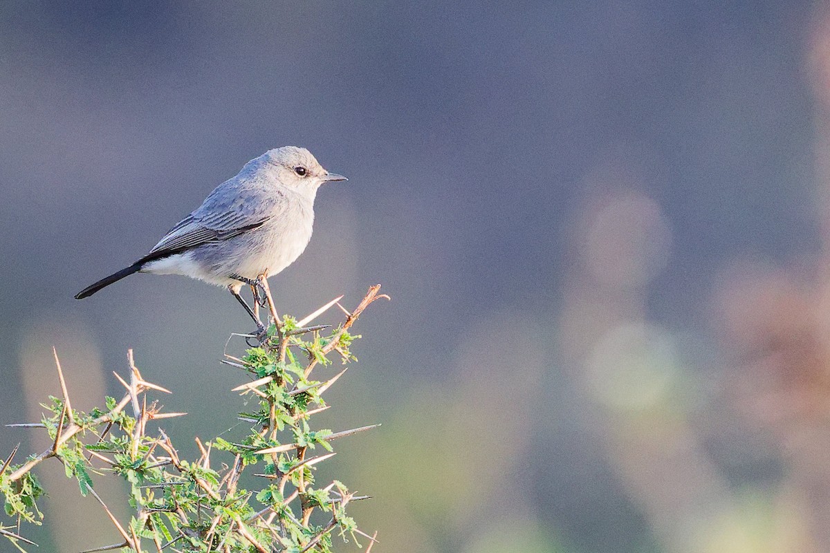 Blackstart - ML645649789