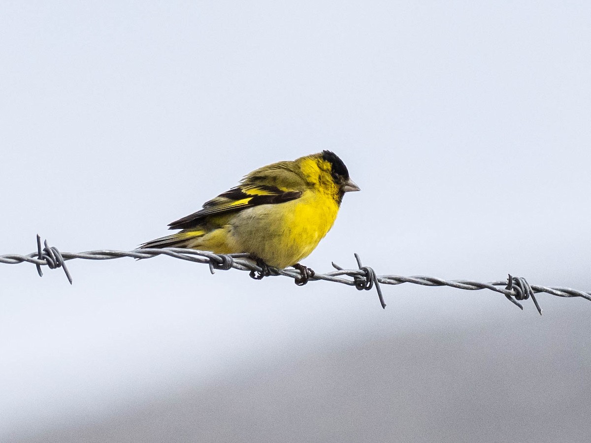 Black-chinned Siskin - ML645649790