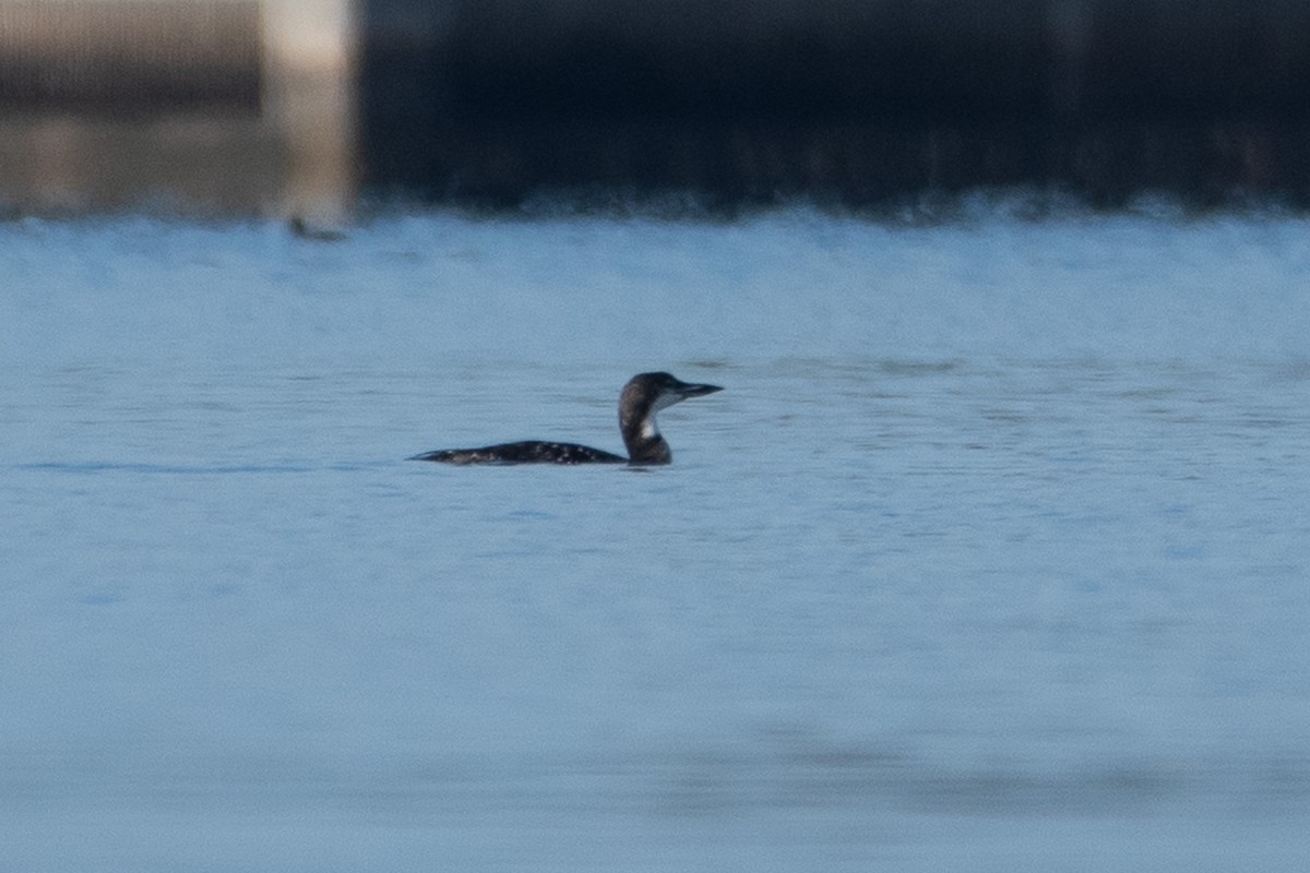 Common Loon - ML645649792