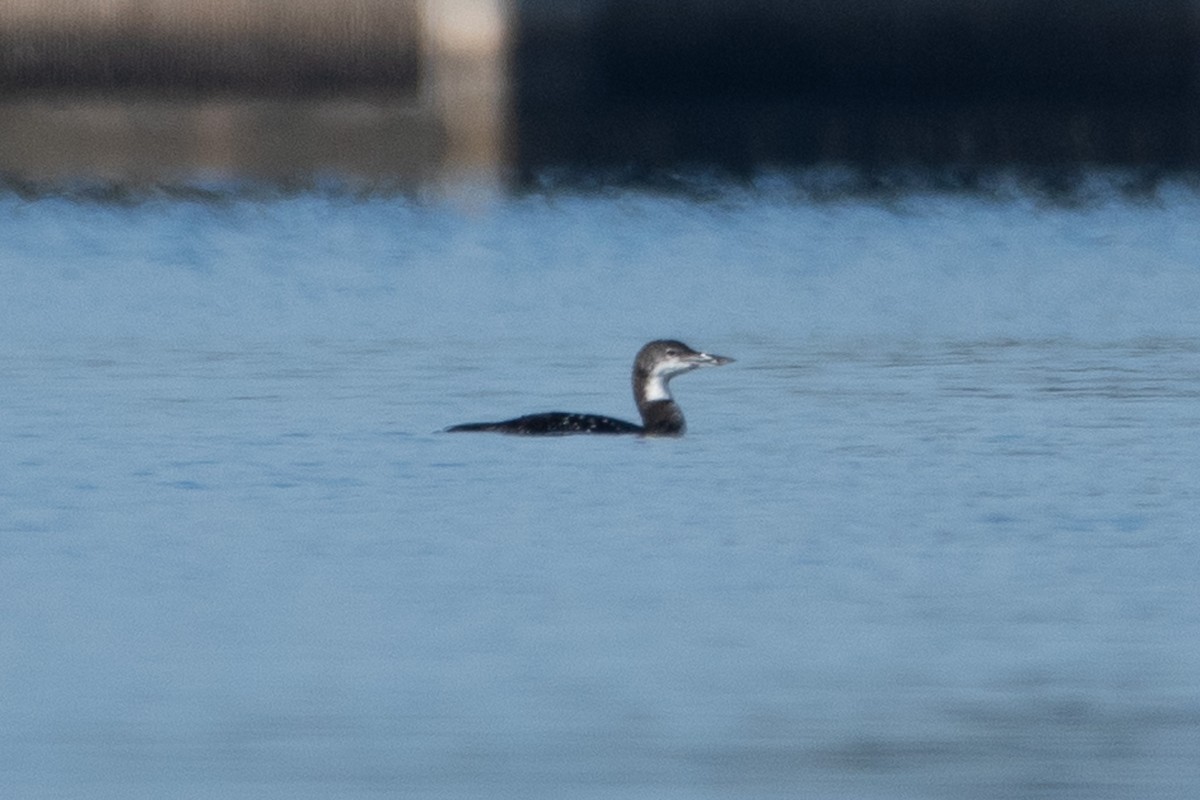 Aliota handia - ML645649793