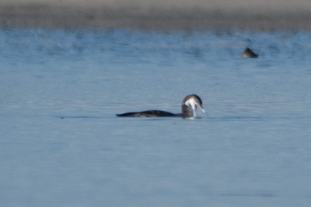 Aliota handia - ML645649794