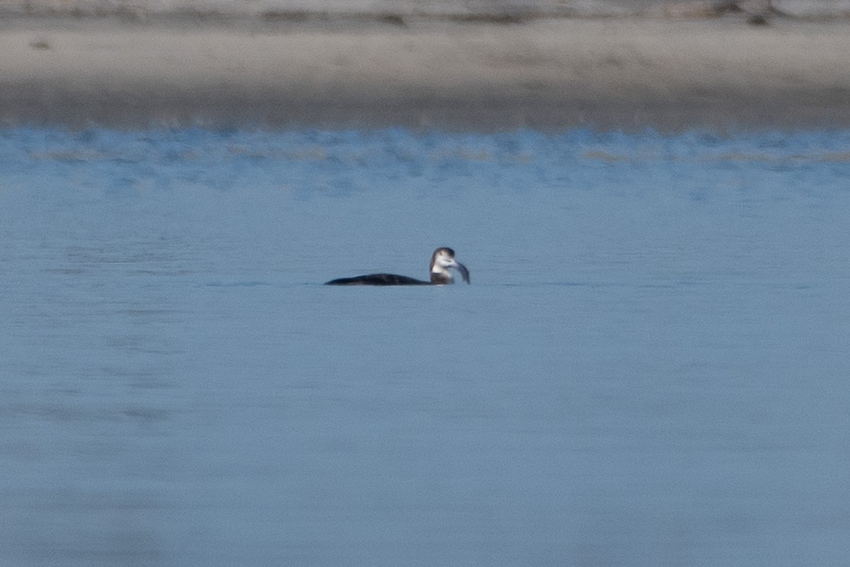 Aliota handia - ML645649795