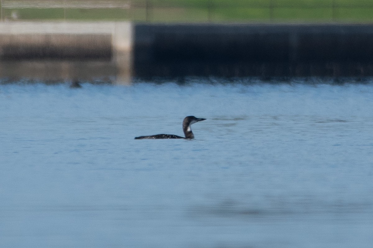 Common Loon - ML645649796
