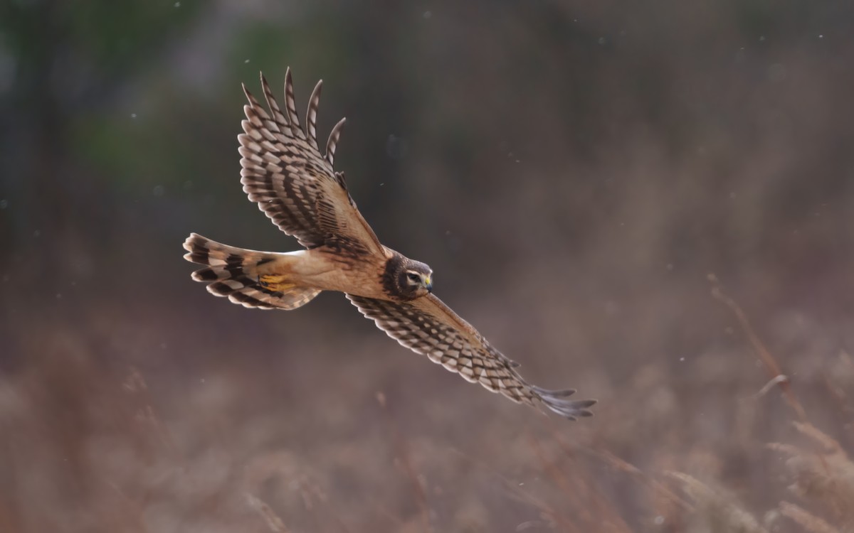 Northern Harrier - ML645649799