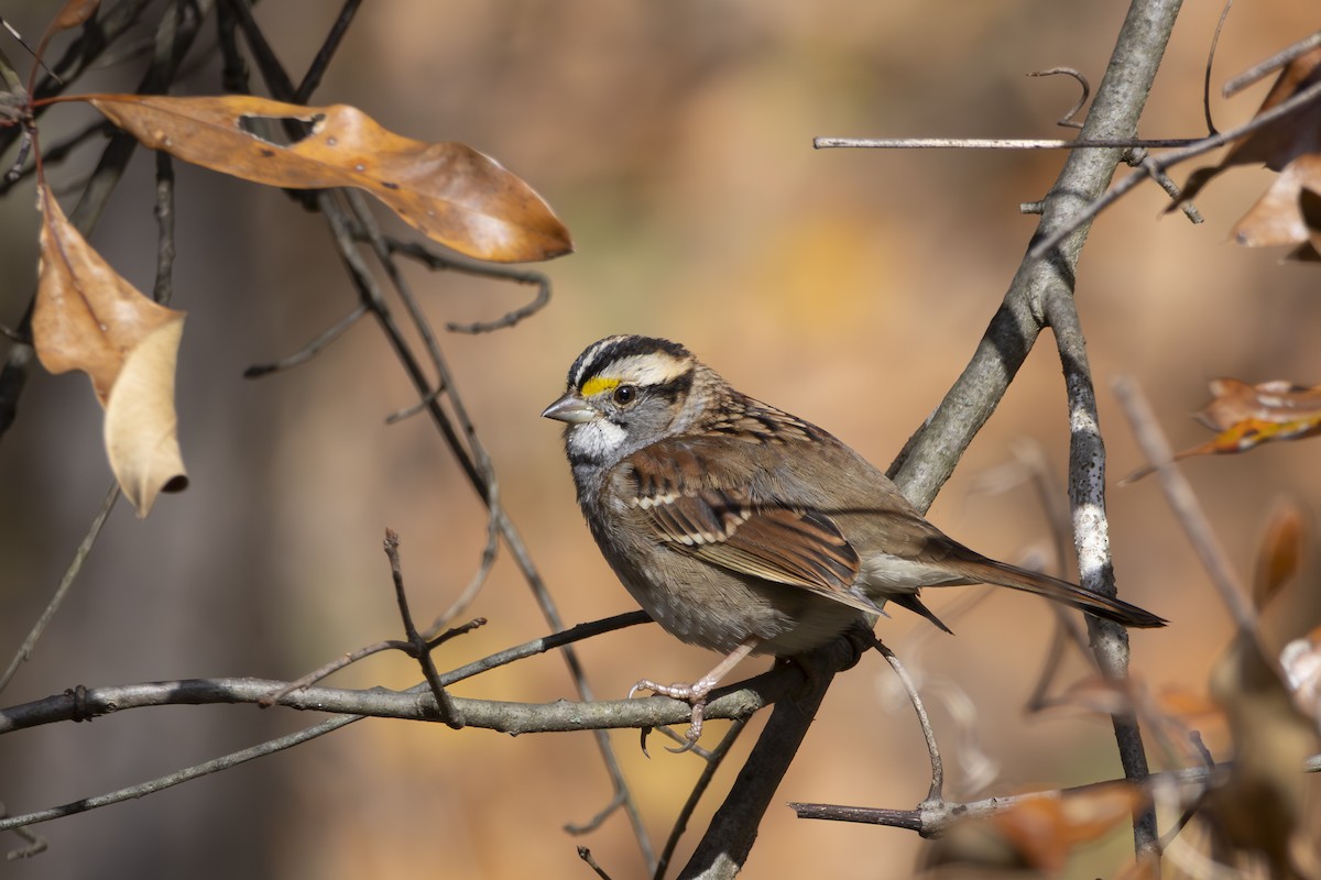 White-throated Sparrow - ML645649801