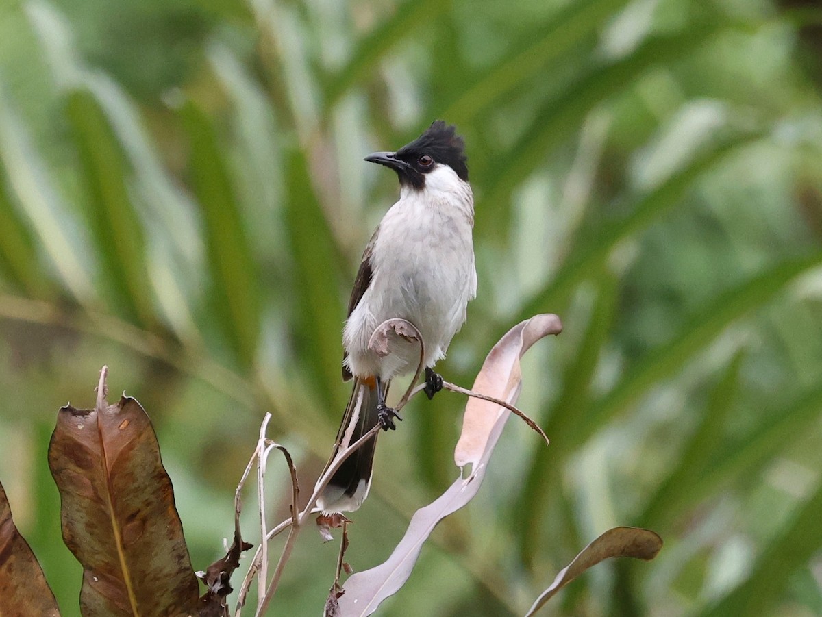 Sooty-headed Bulbul - ML645649802