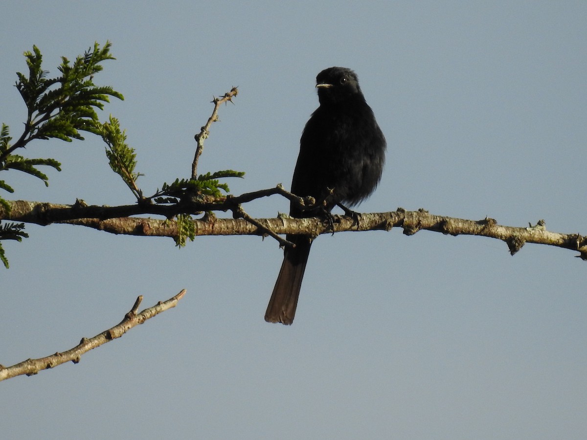 Southern Black-Flycatcher - ML645649804