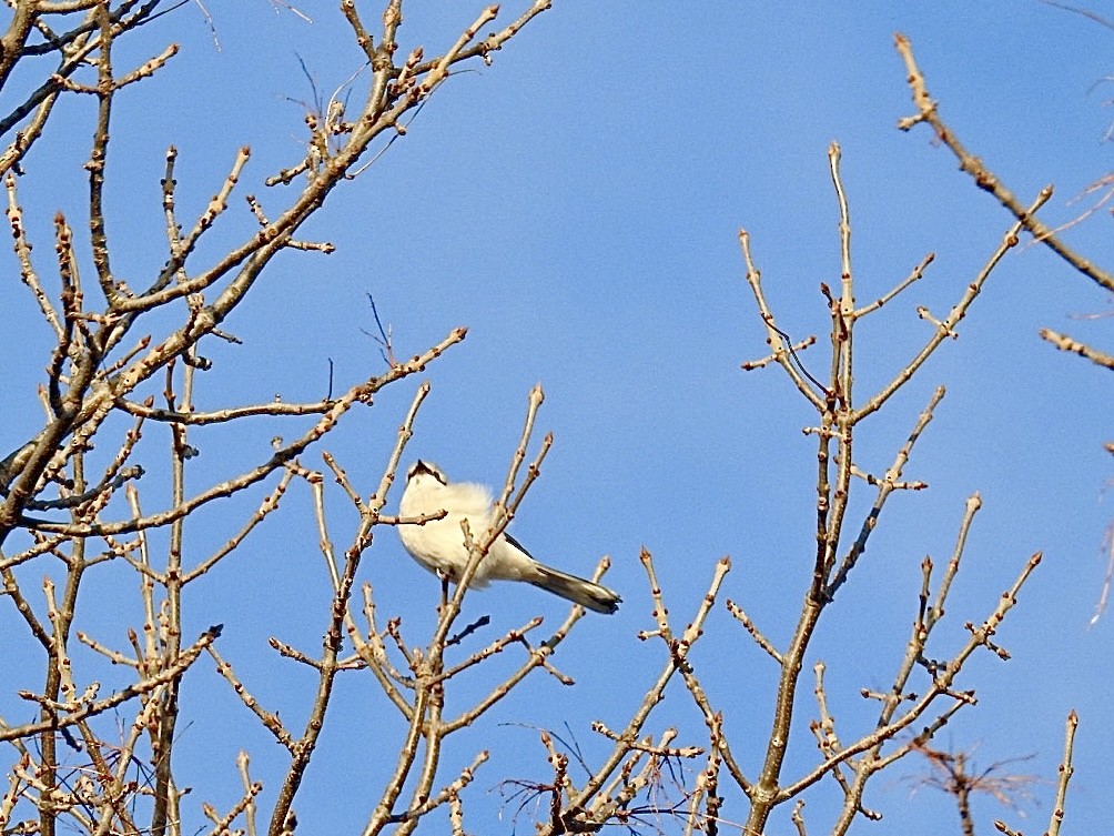 Northern Shrike - ML645649818