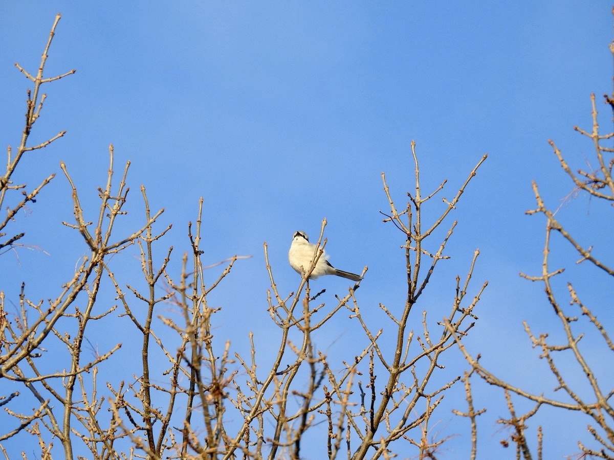 Northern Shrike - ML645649819