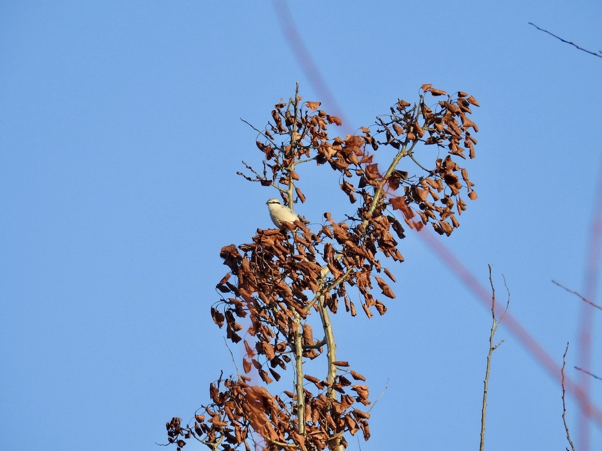 Northern Shrike - ML645649820