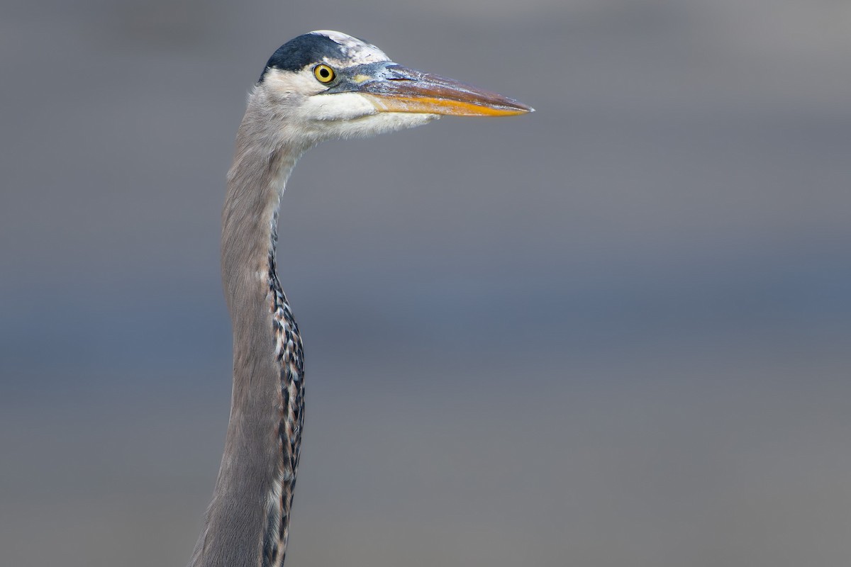 Koartza hauskara amerikarra - ML645649822