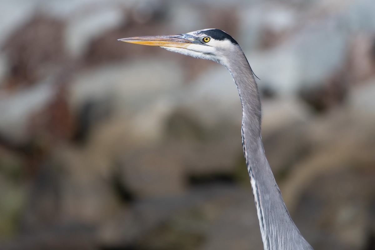 Koartza hauskara amerikarra - ML645649823