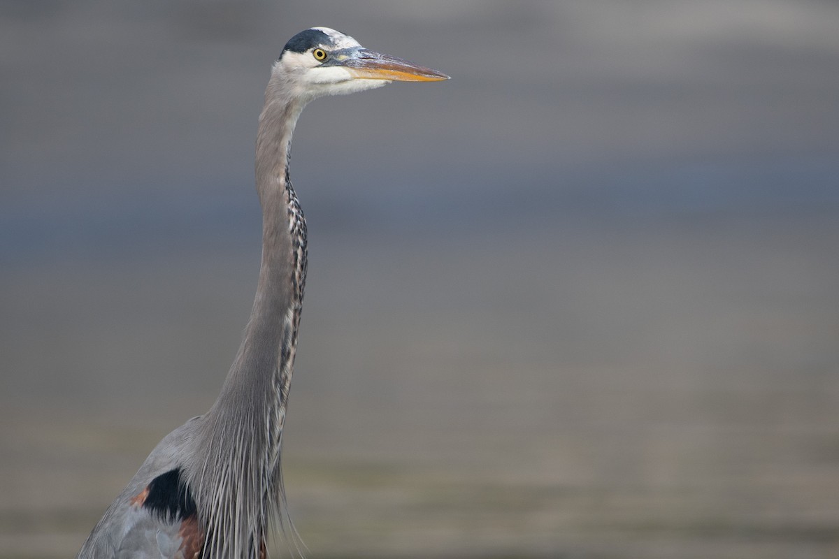 Koartza hauskara amerikarra - ML645649824