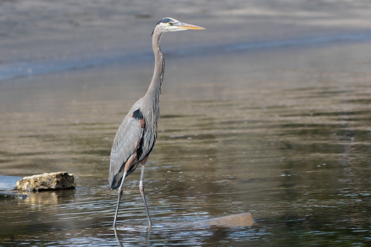 Koartza hauskara amerikarra - ML645649825