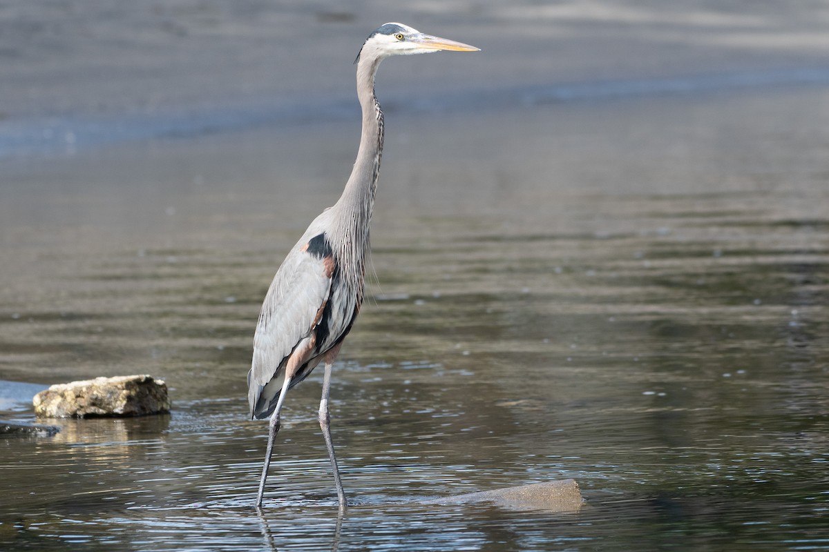 Koartza hauskara amerikarra - ML645649826