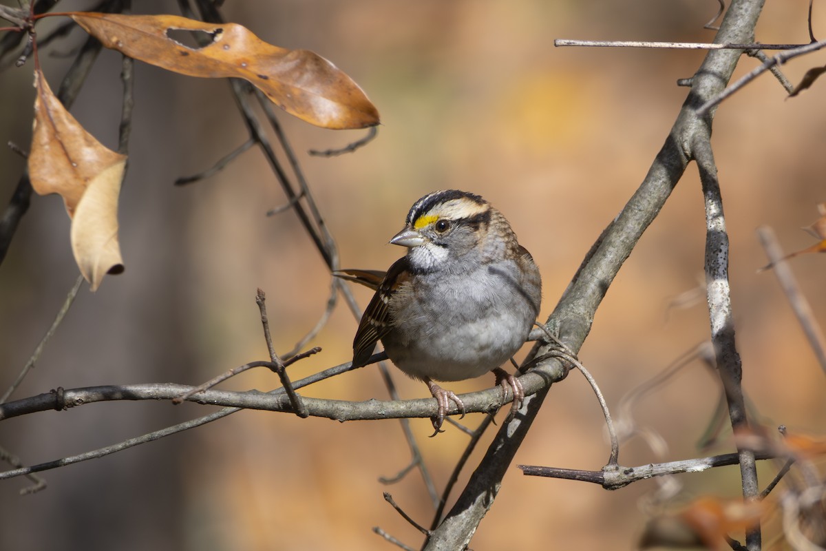 White-throated Sparrow - ML645649829