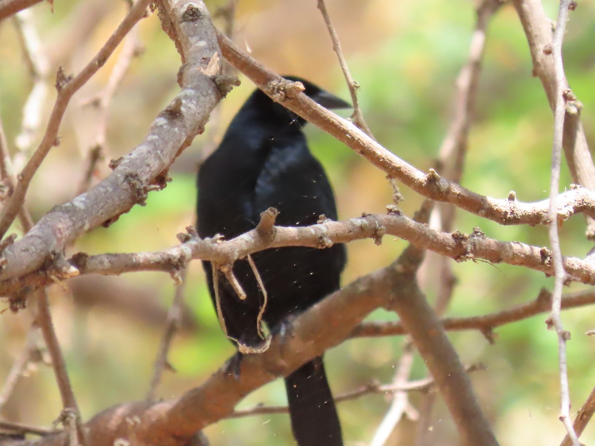 Scrub Blackbird - ML645649830