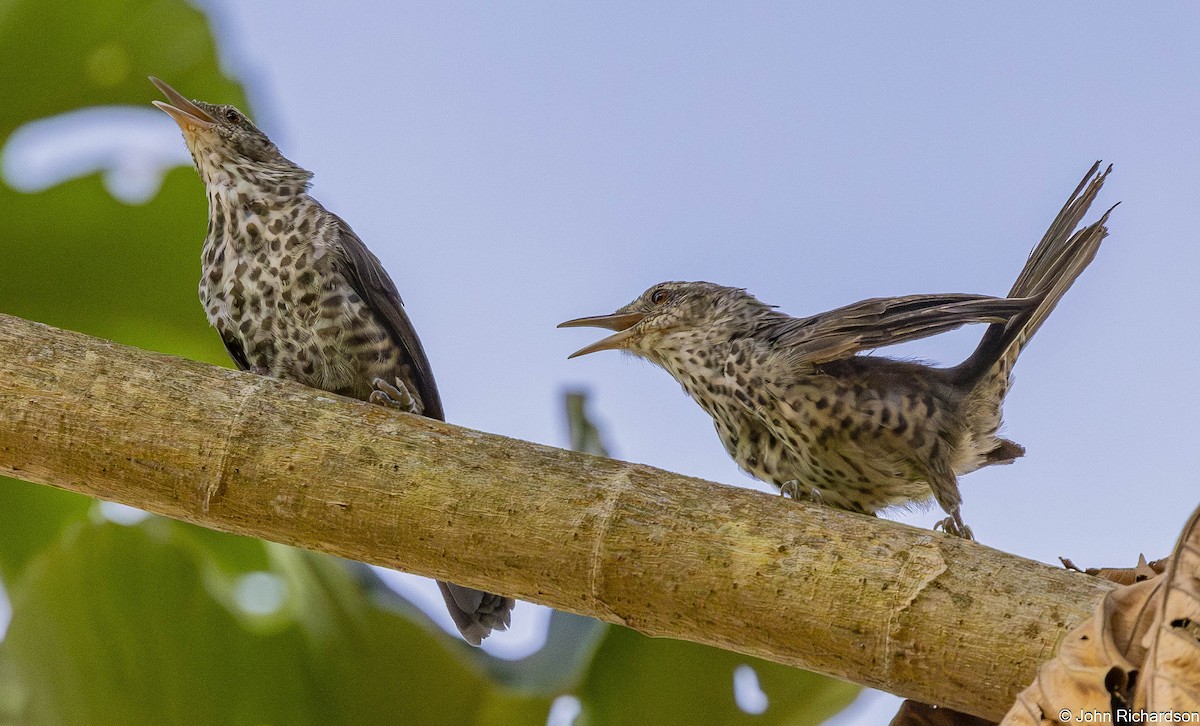 Thrush-like Wren - ML645649831