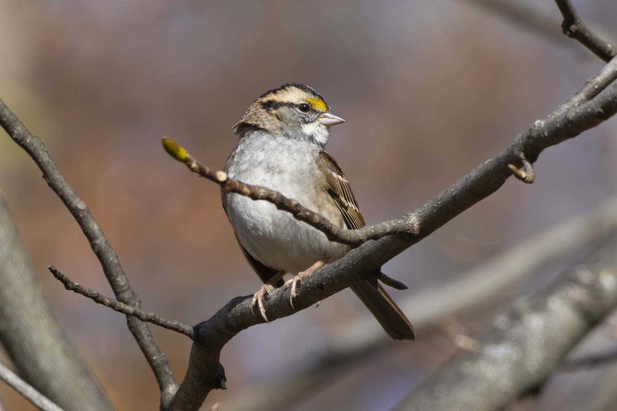 White-throated Sparrow - ML645649835