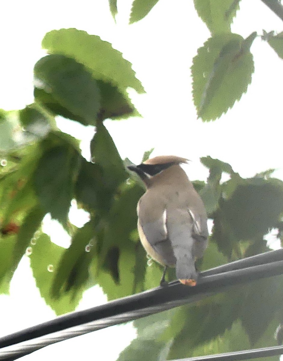 Cedar Waxwing - ML645649838
