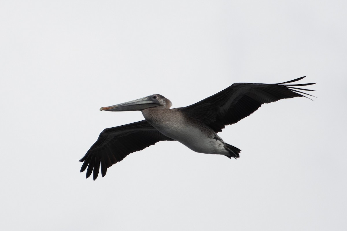 Pelikano arrea - ML645649839