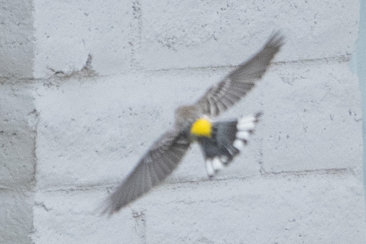 Yellow-rumped Warbler - ML645649847