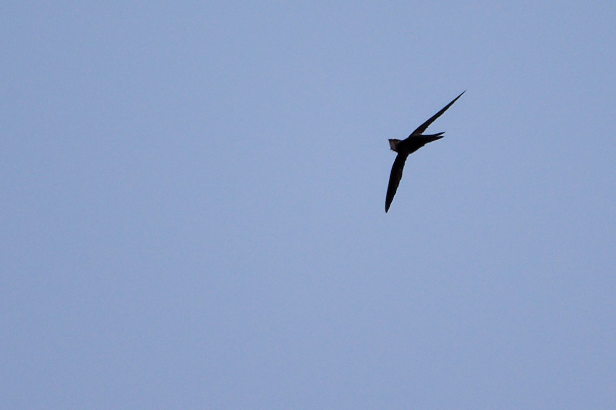 Forbes-Watson's Swift - ML645649850