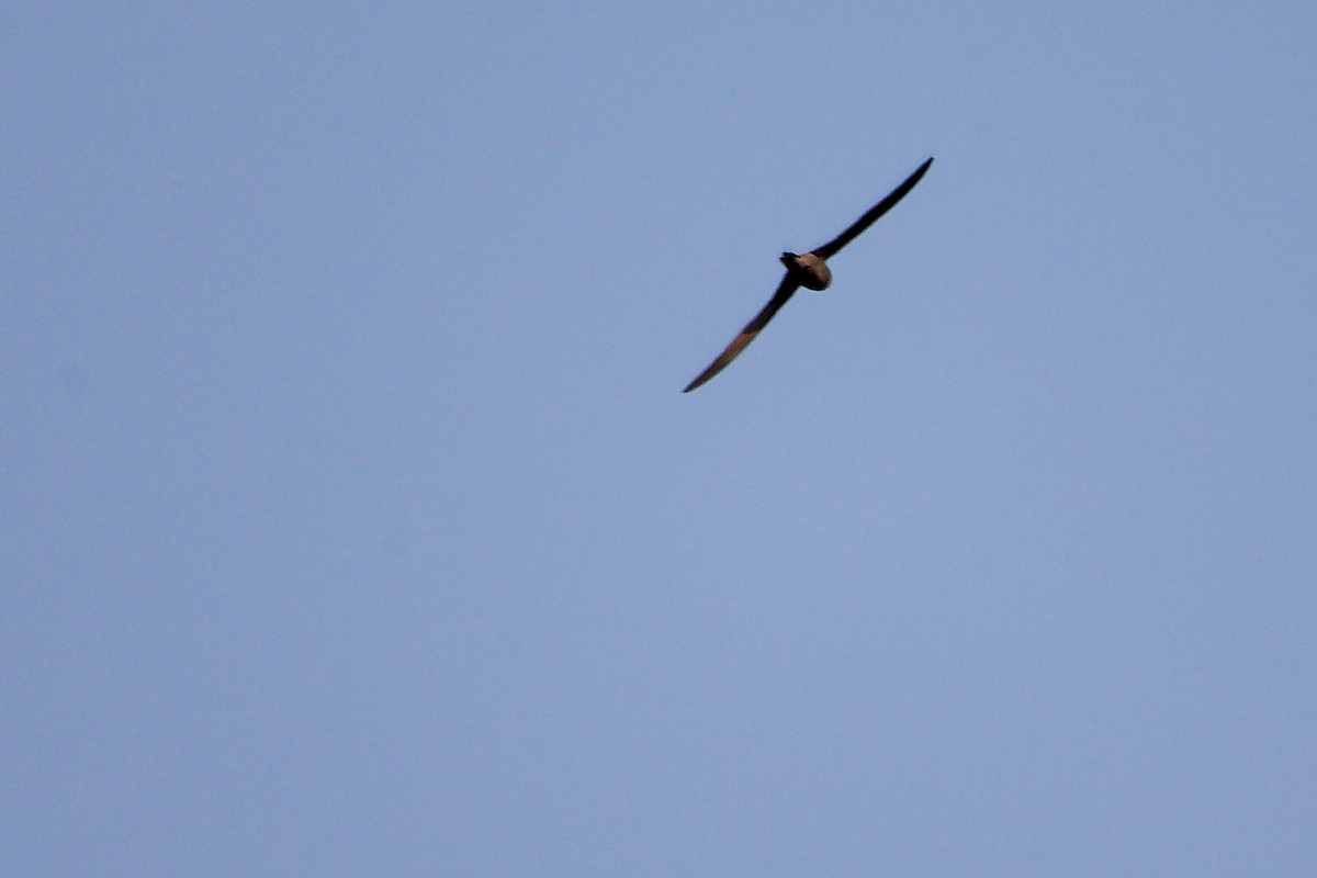 Forbes-Watson's Swift - ML645649851