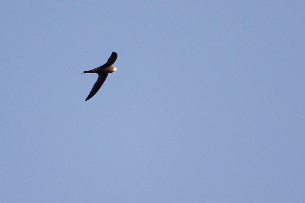 Forbes-Watson's Swift - ML645649853