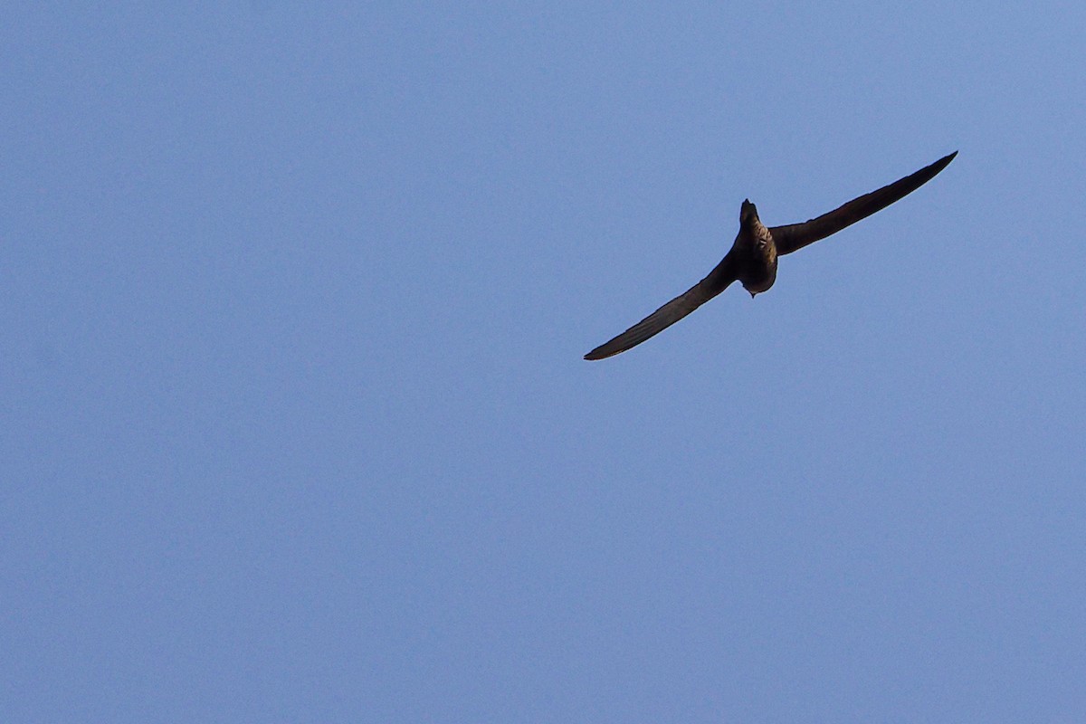 Forbes-Watson's Swift - ML645649855