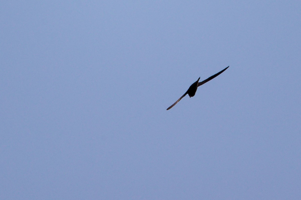 Forbes-Watson's Swift - ML645649857