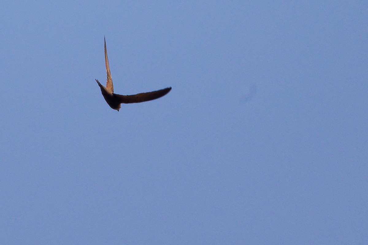 Forbes-Watson's Swift - ML645649859