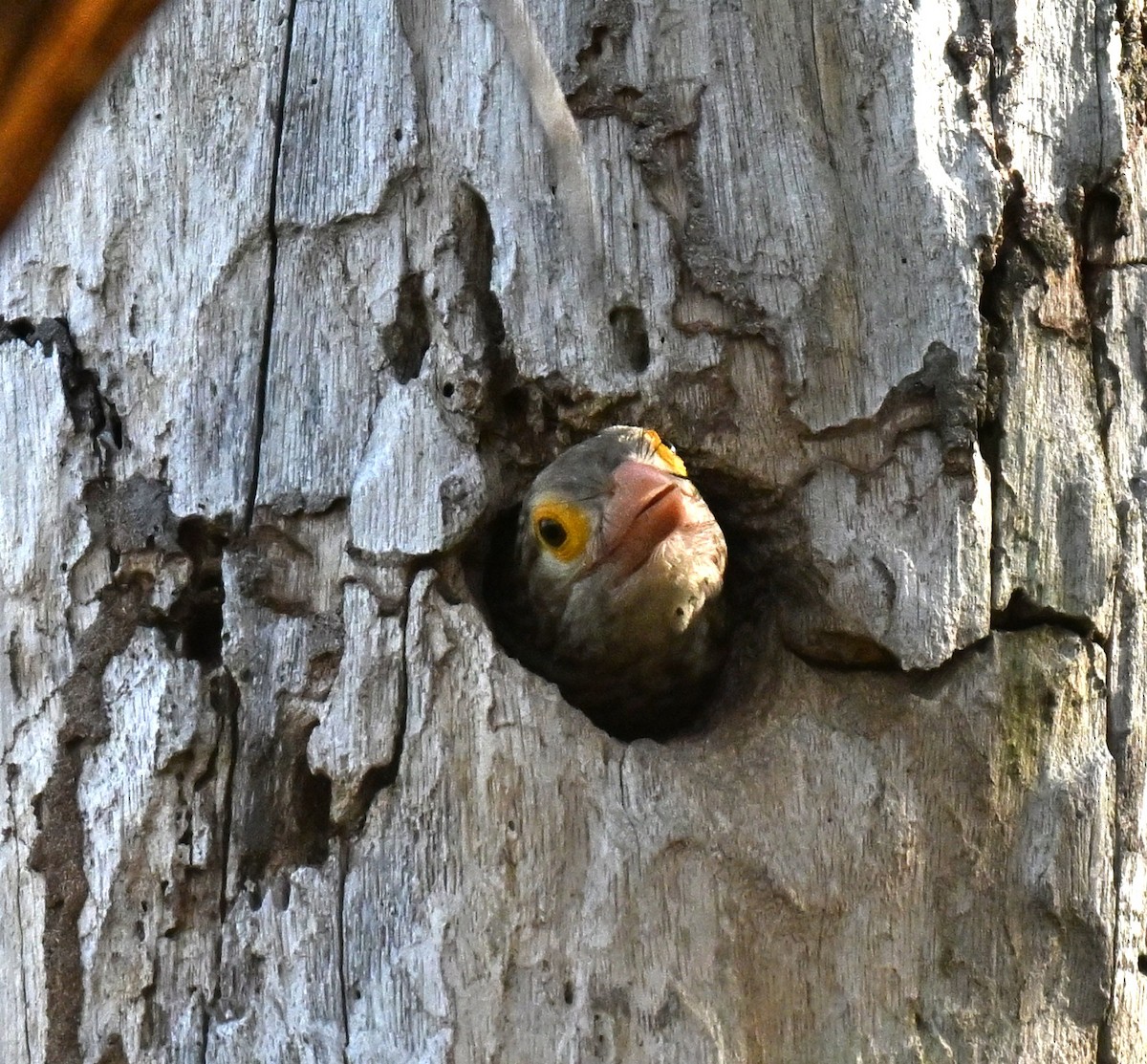 Lineated Barbet - ML645649873