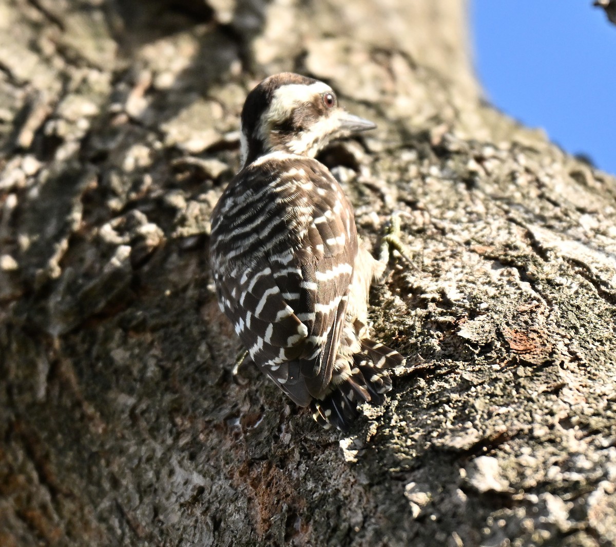 Sunda Pygmy Woodpecker - ML645649876