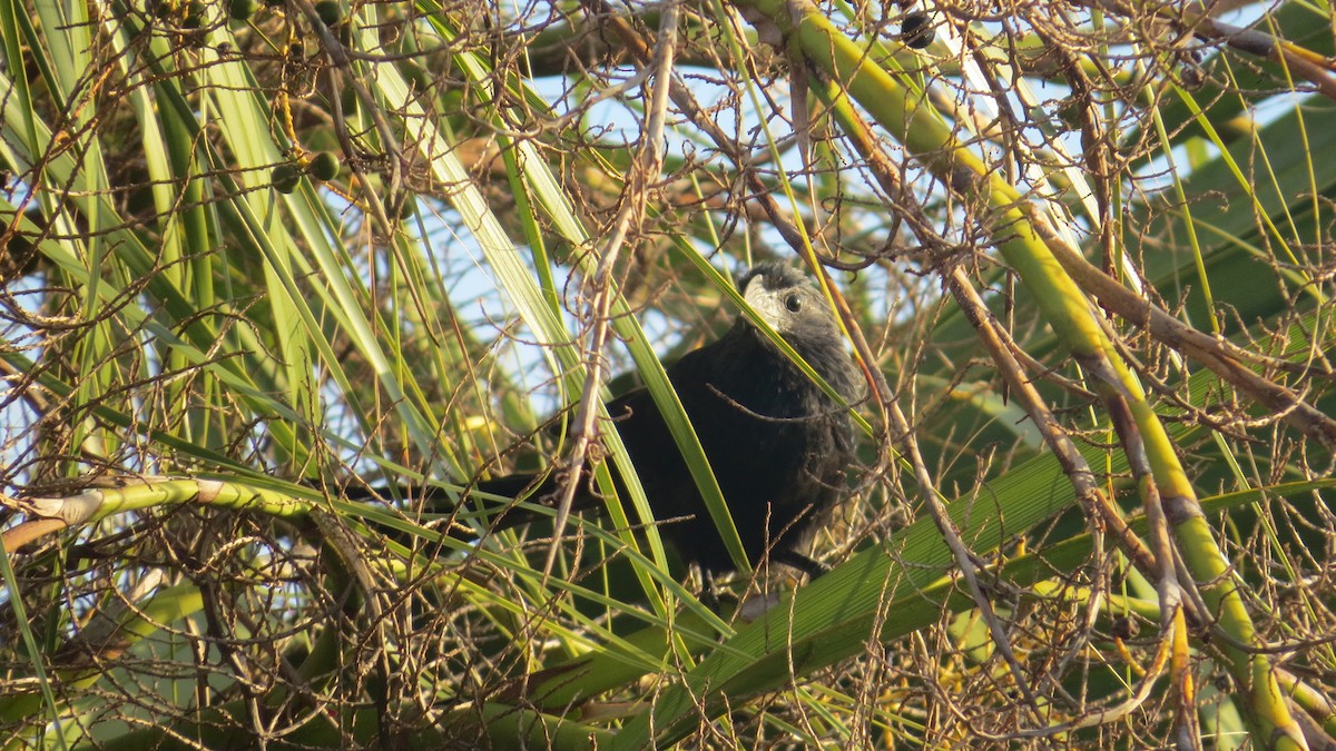 Groove-billed Ani - ML645649877