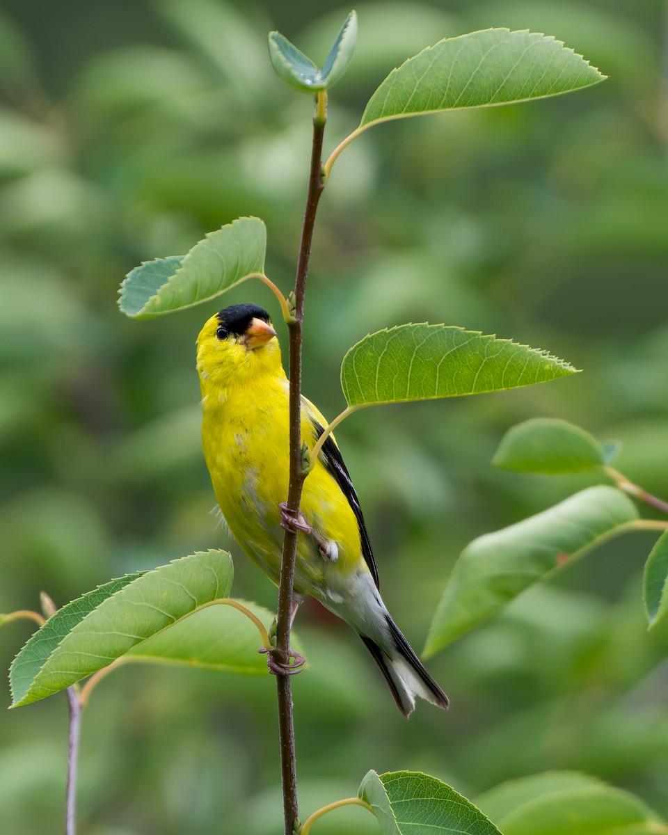 オウゴンヒワ - ML645649878