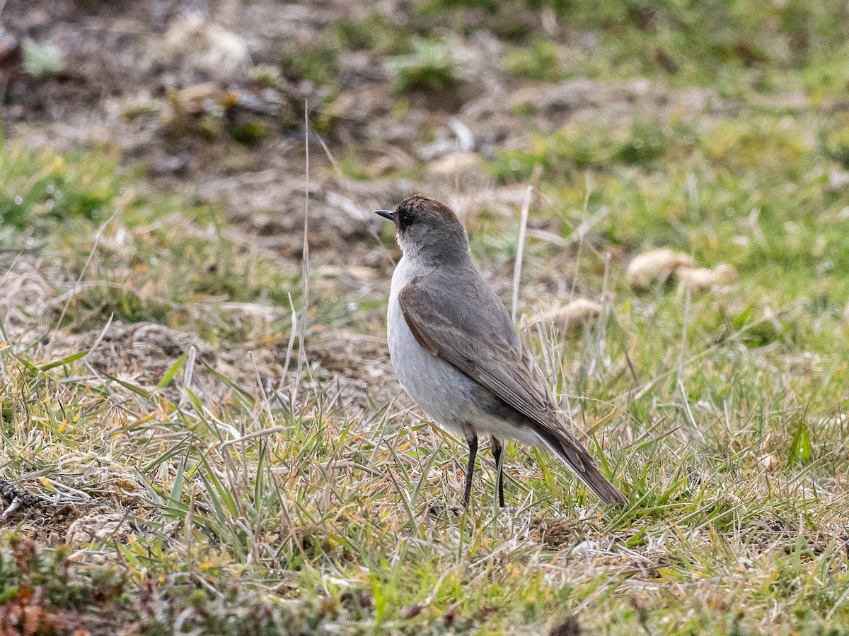 Dormilon bistré - ML645649879