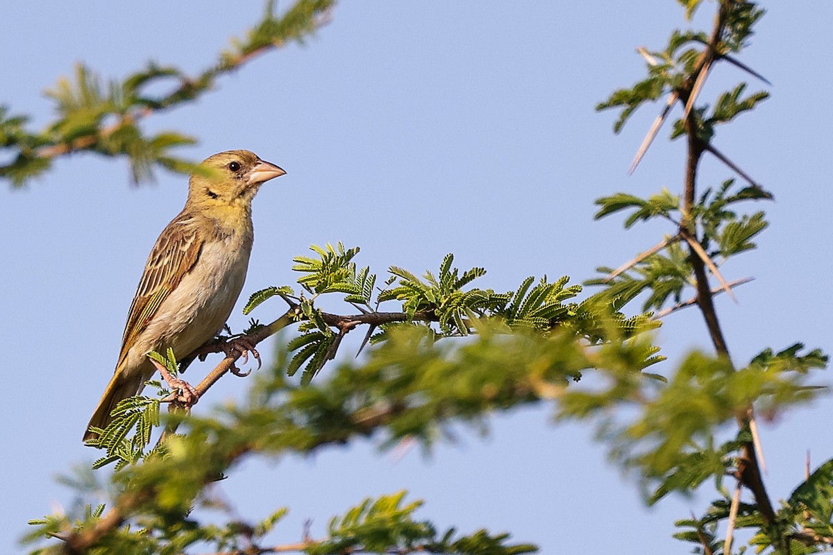 Ткачик рудощокий - ML645649880