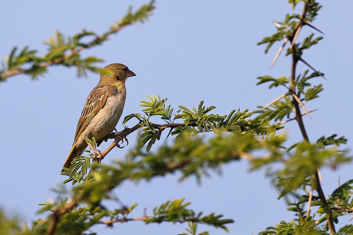 Ткачик рудощокий - ML645649881