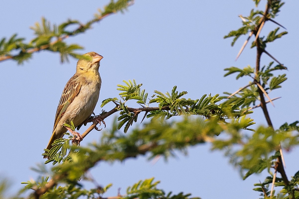 Ткачик рудощокий - ML645649882