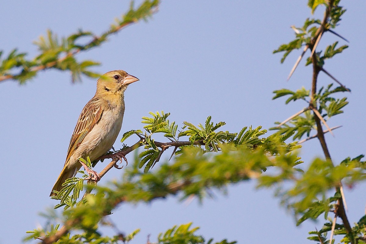 Ткачик рудощокий - ML645649883