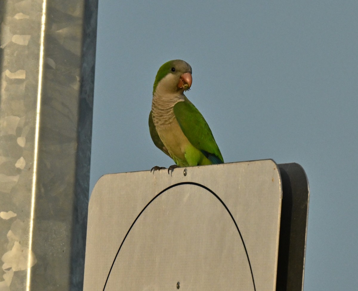 תוכי נזירי - ML645649884