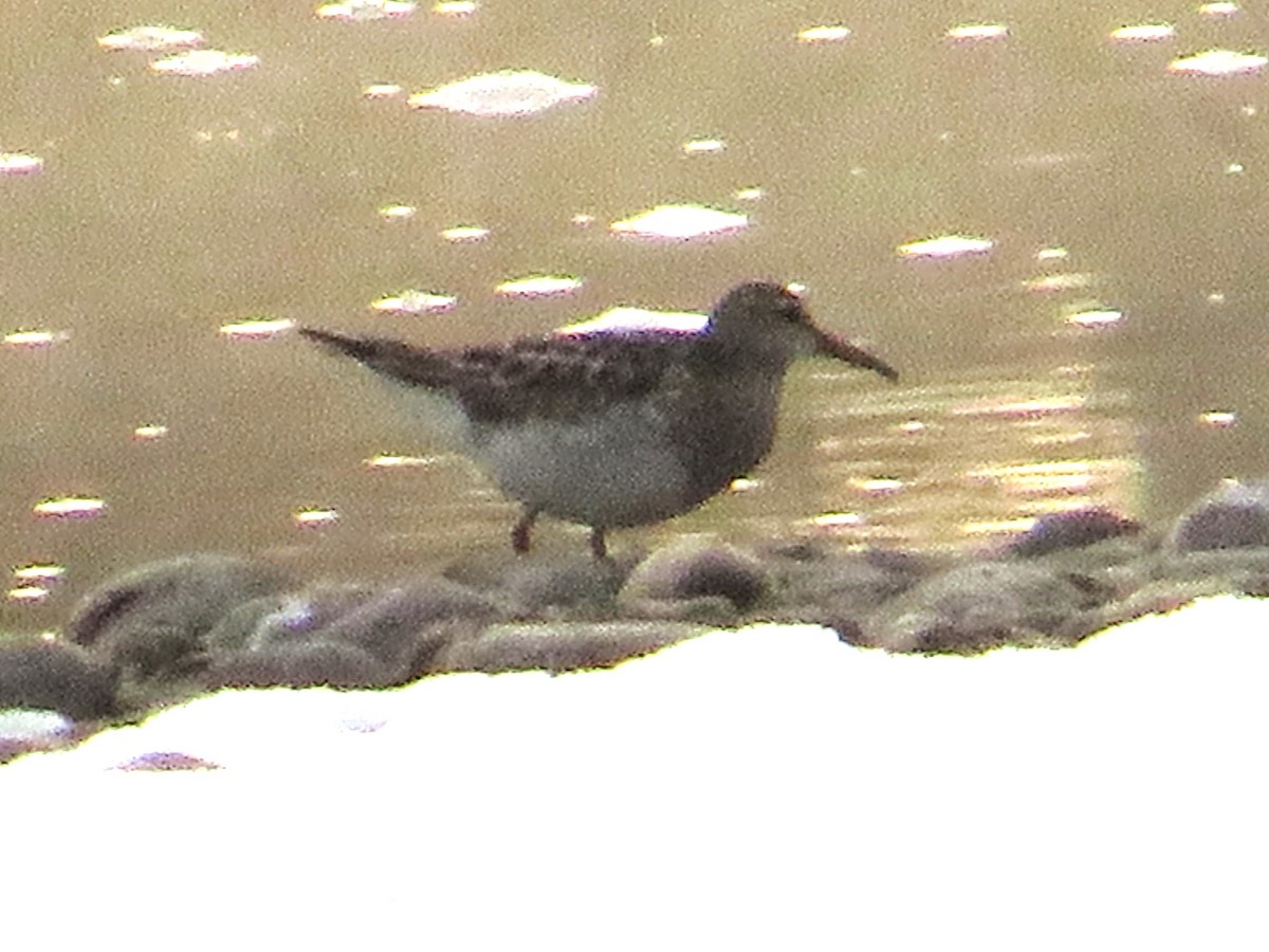 jespák skvrnitý - ML645649885