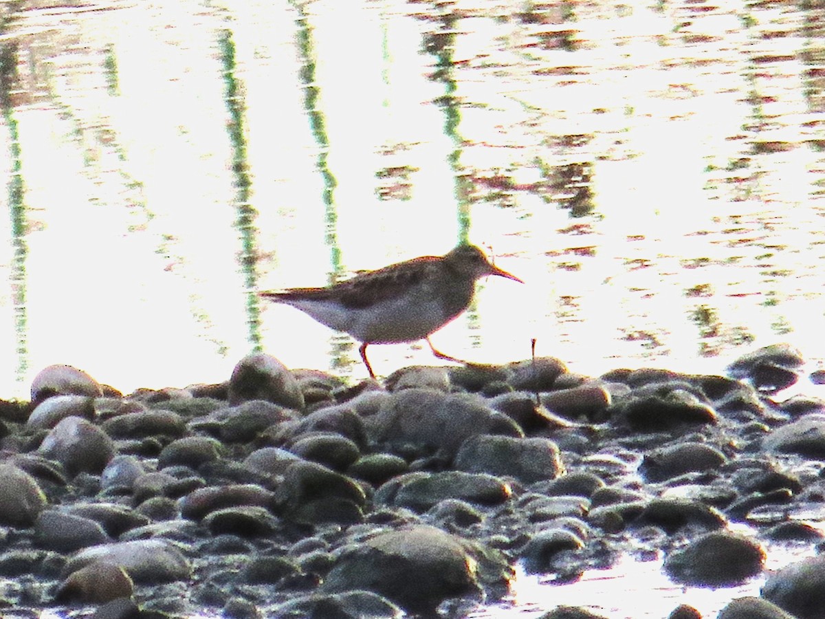 jespák skvrnitý - ML645649886