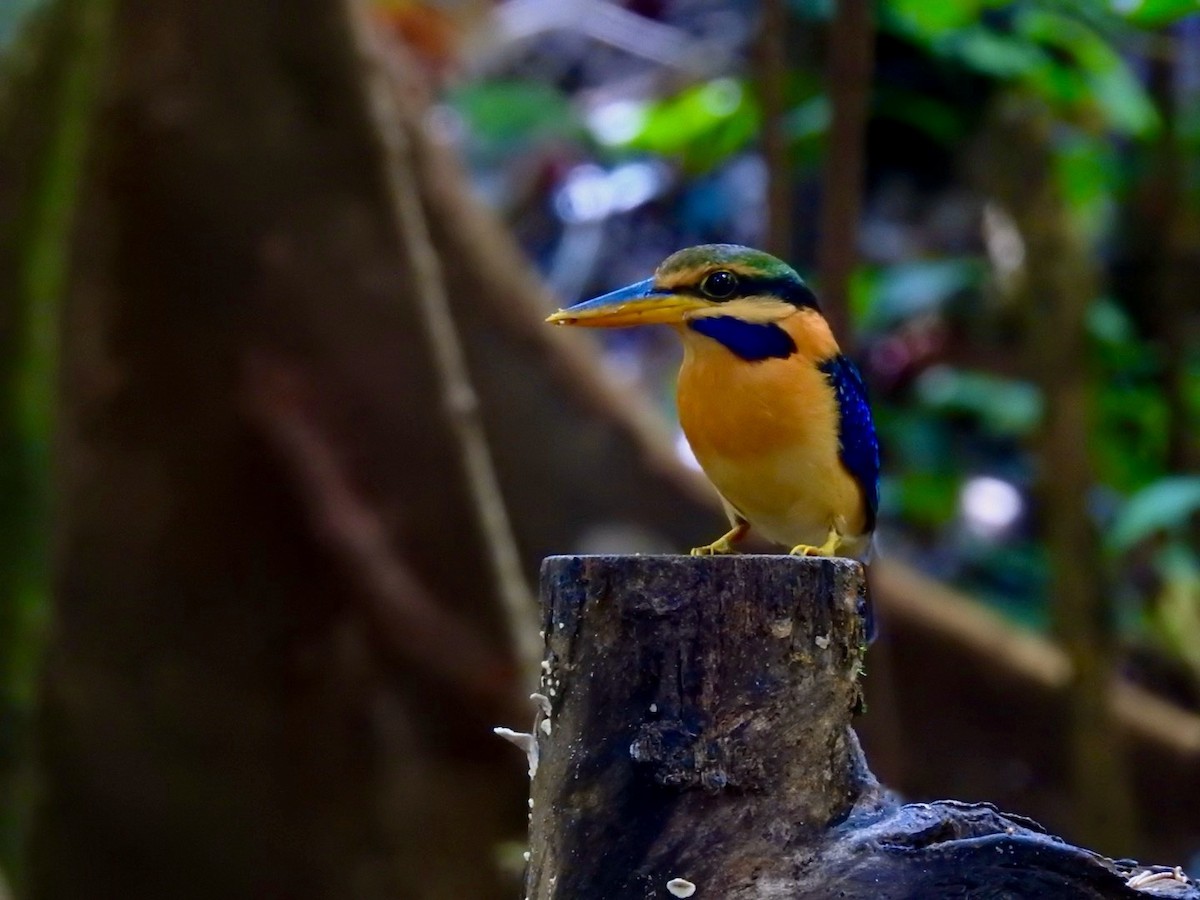 Rufous-collared Kingfisher - ML645649899