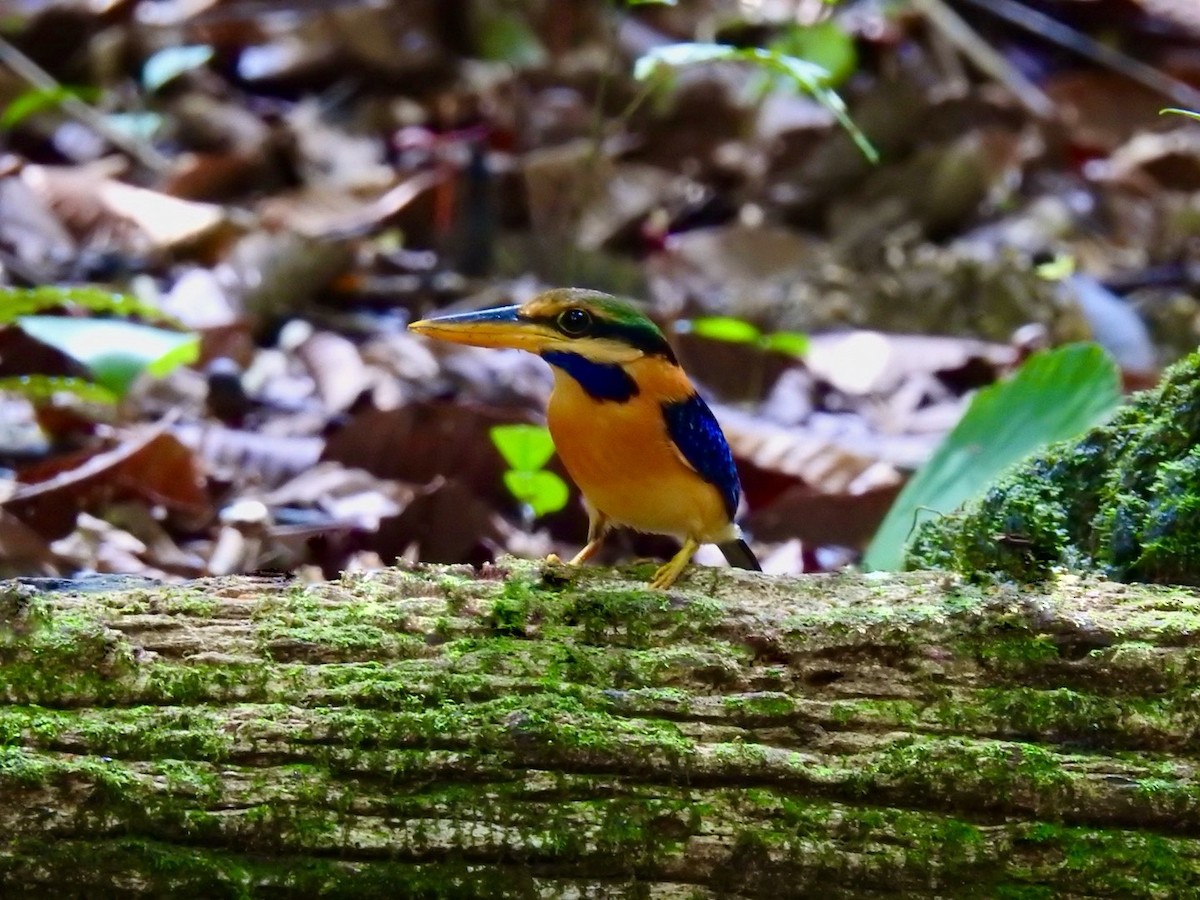 Rufous-collared Kingfisher - ML645649900
